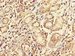 FCGR2A Antibody in Immunohistochemistry (Paraffin) (IHC (P))