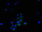 LIGHT Polyclonal Antibody