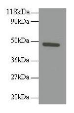 TNFRSF19L Antibody in Western Blot (WB)