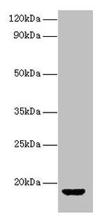 AVP Antibody in Western Blot (WB)