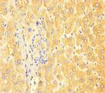 ApoC3 Polyclonal Antibody