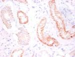 CDH12 Antibody in Immunohistochemistry (Paraffin) (IHC (P))