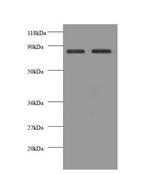 CDH12 Antibody in Western Blot (WB)