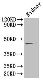 Ren2 Polyclonal Antibody