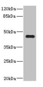 Ren2 Antibody in Western Blot (WB)