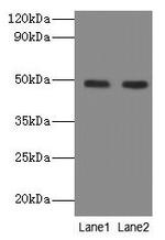 NEU3 Polyclonal Antibody