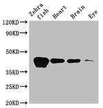 ACTA1B Polyclonal Antibody