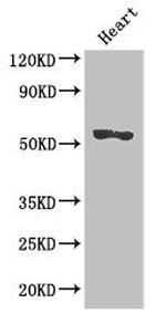 SRGAP2B Antibody in Western Blot (WB)