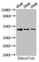 BMP-2 Polyclonal Antibody