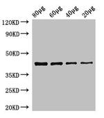 EGFR Polyclonal Antibody