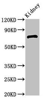 ZBTB16 Polyclonal Antibody