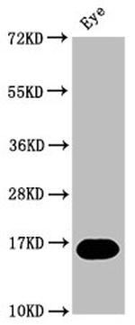 MTURN Polyclonal Antibody