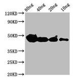 CYP1A1 Polyclonal Antibody