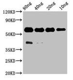 Protein Tyrosine Phosphatase Polyclonal Antibody