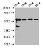 ARHE Polyclonal Antibody