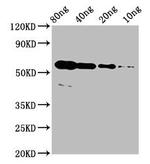 ARHE Polyclonal Antibody