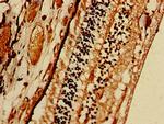 PRSS56 Antibody in Immunohistochemistry (Paraffin) (IHC (P))