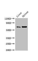 PRSS56 Antibody in Western Blot (WB)