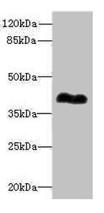 ROM1 Polyclonal Antibody