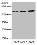 HERV-FRD Polyclonal Antibody
