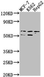 USP17L3 Polyclonal Antibody