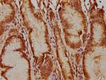 USP17L5 Antibody in Immunohistochemistry (Paraffin) (IHC (P))