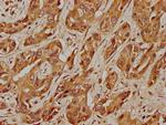 USP17L5 Antibody in Immunohistochemistry (Paraffin) (IHC (P))