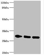 AMPK beta-2 Polyclonal Antibody