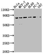 EXOC3 Polyclonal Antibody