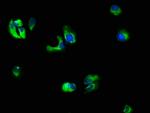 IL10RB Polyclonal Antibody