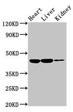 IL10RB Antibody in Western Blot (WB)