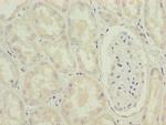 MRPL49 Polyclonal Antibody