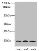MRPL49 Antibody in Western Blot (WB)