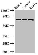 OVGP1 Polyclonal Antibody