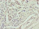 GPM6B Antibody in Immunohistochemistry (Paraffin) (IHC (P))