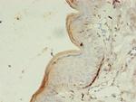 Glycerol kinase 3 Antibody in Immunohistochemistry (Paraffin) (IHC (P))