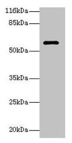 Glycerol kinase 3 Antibody in Western Blot (WB)