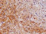 AMHR2 Antibody in Immunohistochemistry (Paraffin) (IHC (P))