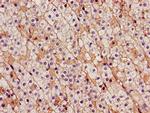CDH18 Antibody in Immunohistochemistry (Paraffin) (IHC (P))