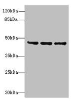 FAM53B Antibody in Western Blot (WB)
