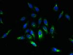 SPCS2 Polyclonal Antibody