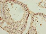 SPCS2 Antibody in Immunohistochemistry (Paraffin) (IHC (P))
