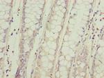 SPCS2 Antibody in Immunohistochemistry (Paraffin) (IHC (P))