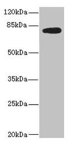 MEP1B Antibody in Western Blot (WB)