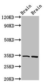 FOXE3 Antibody in Western Blot (WB)