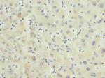 FHL3 Antibody in Immunohistochemistry (Paraffin) (IHC (P))