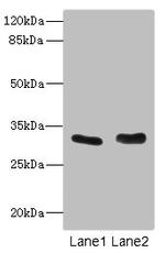 FHL3 Antibody in Western Blot (WB)