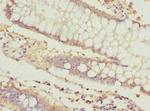 ICAM-4 Polyclonal Antibody