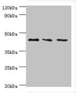 CHI3L2 Antibody in Western Blot (WB)