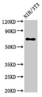 ZMYND11 Antibody in Western Blot (WB)
